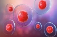 Il processo di convalida CSE - FAD Sincrono
